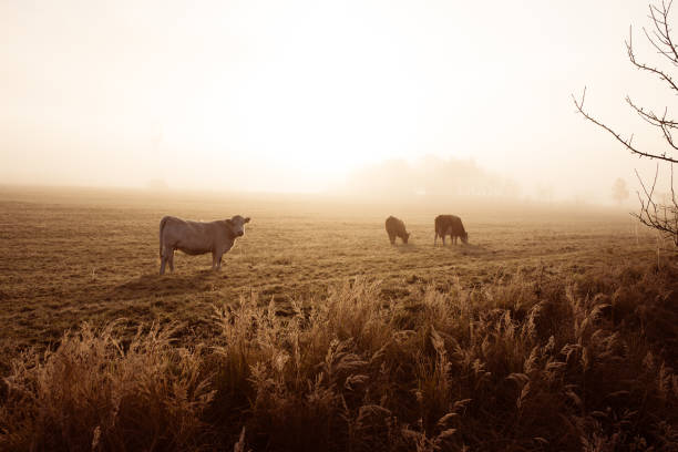 istock Serenity in the Mist: Cows Grazing on an Autumn Morning Pasture 2185703432