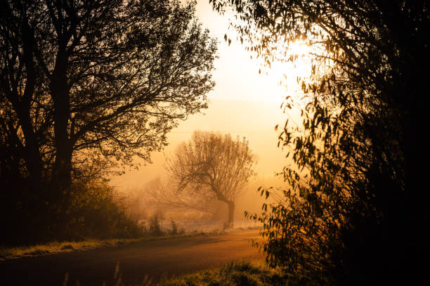 Through the Mist: A Dreamy Fall Morning Painted in Vibrant Oranges and Reds