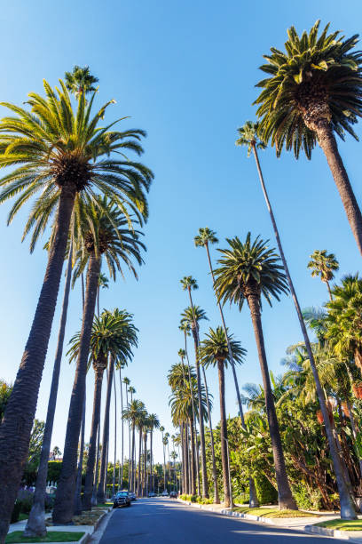 istock Iconic Beverly Hills street lined with towering palm trees under a bright sunny sky 2185706203