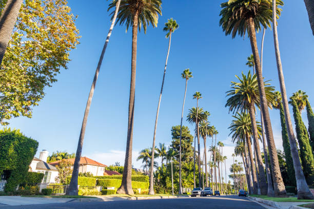 istock Iconic Beverly Hills street lined with towering palm trees under a bright sunny sky 2185706289