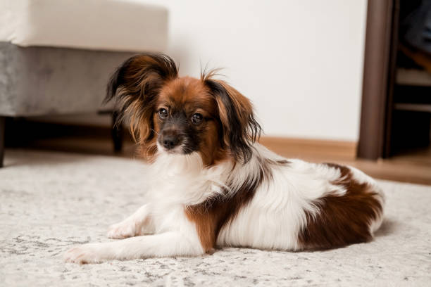 A Papillon dog is lying on the floor at home