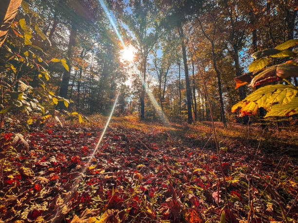 Autumn leaves in a woodland forest
