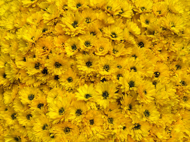istock Yellow chrysanthemum flowers garden mums background. 2185707846
