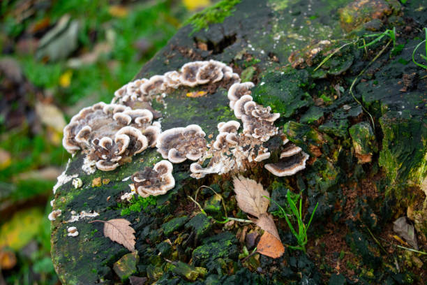 istock Polypore mushroom on the old stump 2185708370