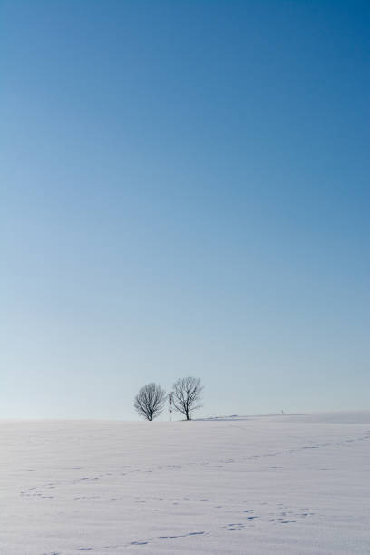 Winter groves standing on a snowy field and the blue sky