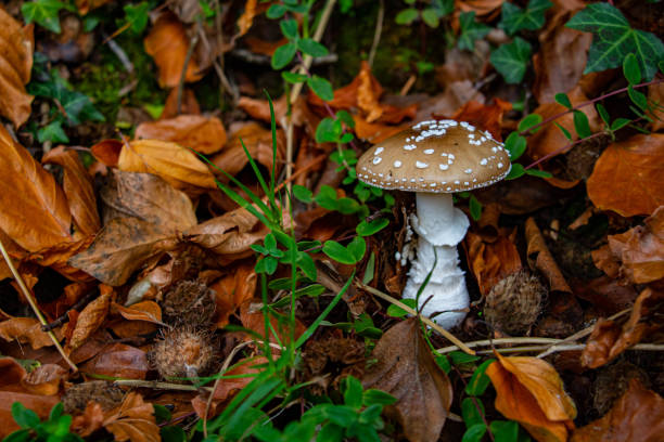 istock Amanita pantherina in the forest 2185708730