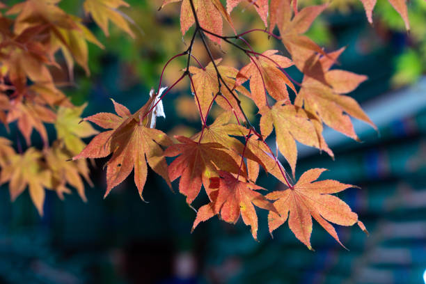 istock maple leaves hanging from the tree in the Buddhist temple 2185709508