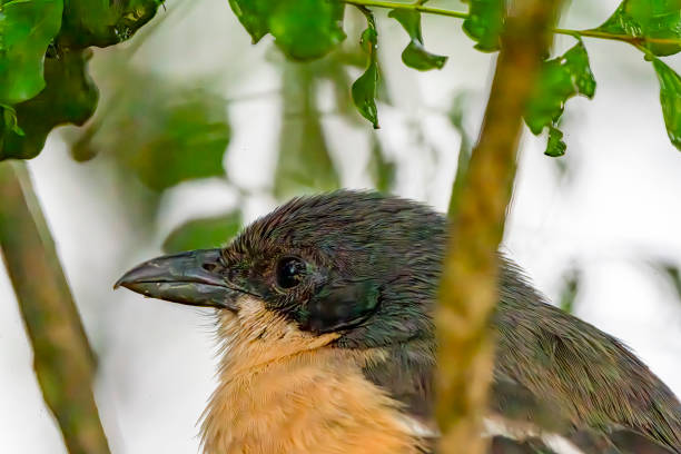 Southern Boubou (Laniarius ferrugineus)  in a tree in a South African Game Reserve.