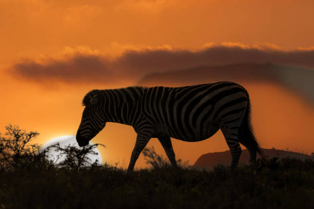 Burchell's zebra in a South African Game Reserve, feeding on bushes and trees. Burchell's zebra  at sunset.