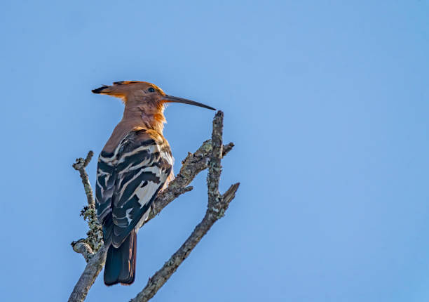 African Hoopoe (Upupa africana) in a tree in a South African Game Reserve.