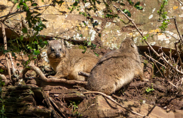 A Cape Hyrax in a South African Game Reserve.