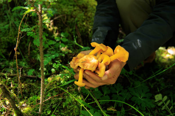 istock People picking chanterelle mushrooms in forest 2185711376