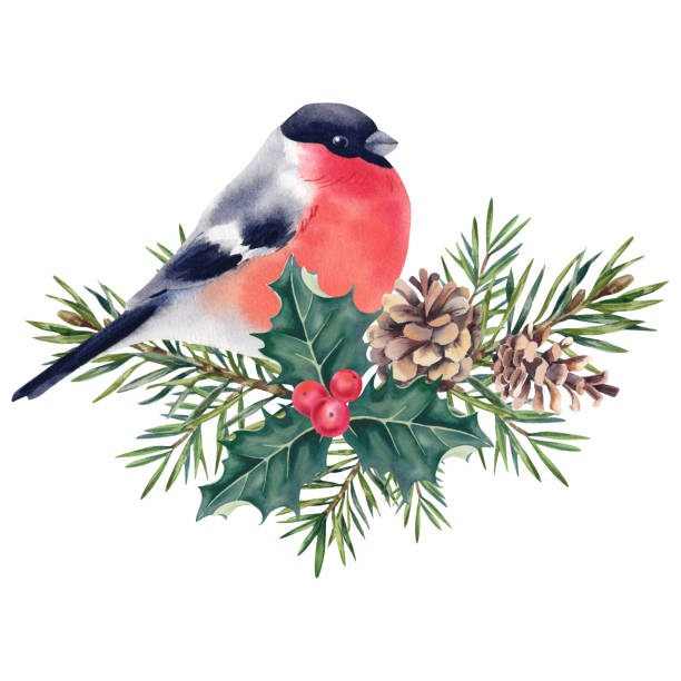 istock Bullfinch on a pine branch with cones and mistletoe. Watercolor winter hand-painted illustration. A set of birds and a fir branch on a white background. New Year's composition for festive decor. 2185712302