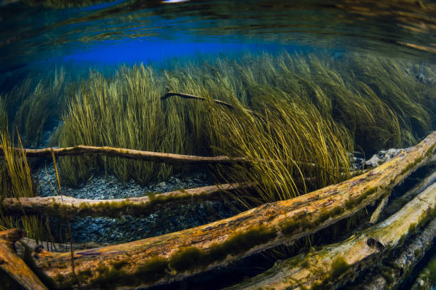 Sunken logs with algae underwater in blue fresh water lake in Indonesia