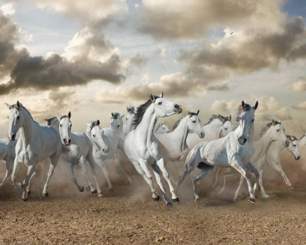 istock Herd of horses run across field 2185714724