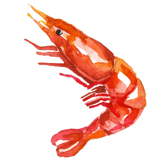 istock Watercolor painted shrimp. Hand drawn fresh seafood design element isolated on white background. 2185715073