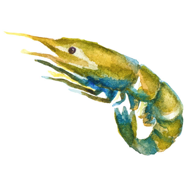 istock Watercolor painted shrimp. Hand drawn fresh seafood design element isolated on white background. 2185715126