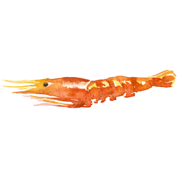 istock Watercolor painted shrimp. Hand drawn fresh seafood design element isolated on white background. 2185715384