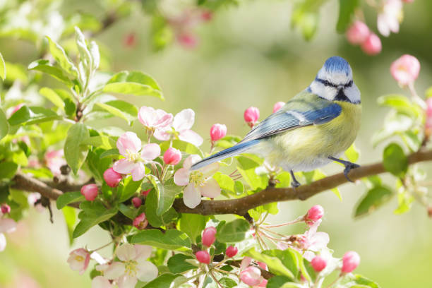 istock Little bird perching on branch of blossom apple tree. Blue tit. Parus caeruleus. Spring background 2185715401