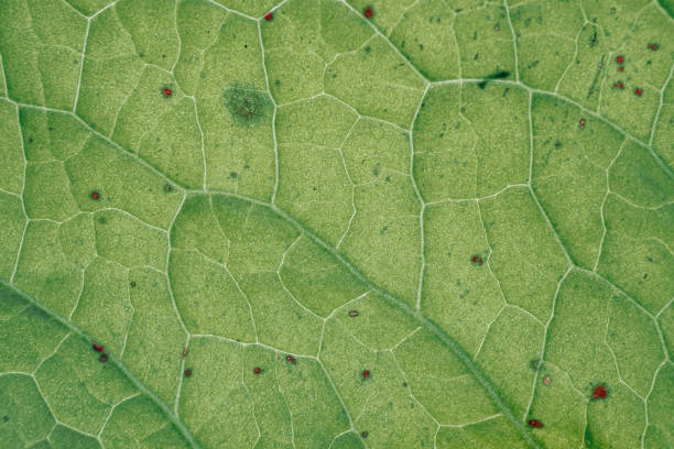 green leaf veins in springtime. abstract green background