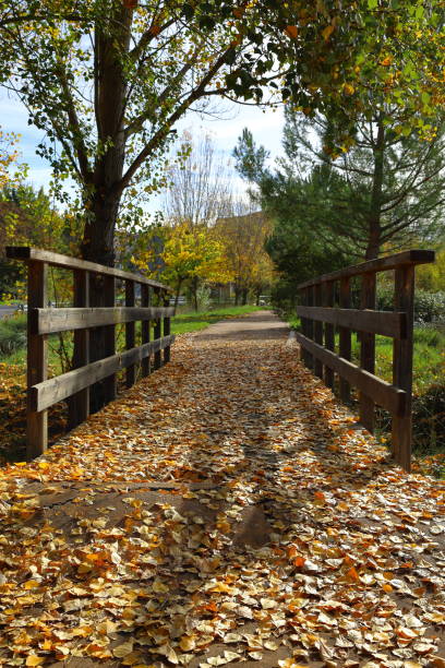 istock Wooden bridge on a path surrounded by trees and autumn leaves 2185716503