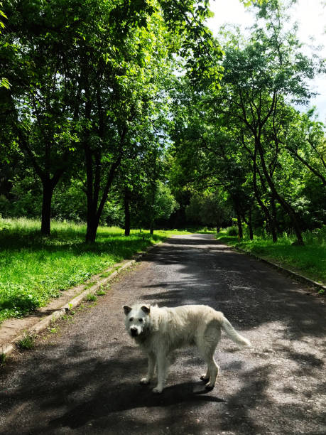 istock White dog standing on pathway in a lush green park 2185717990