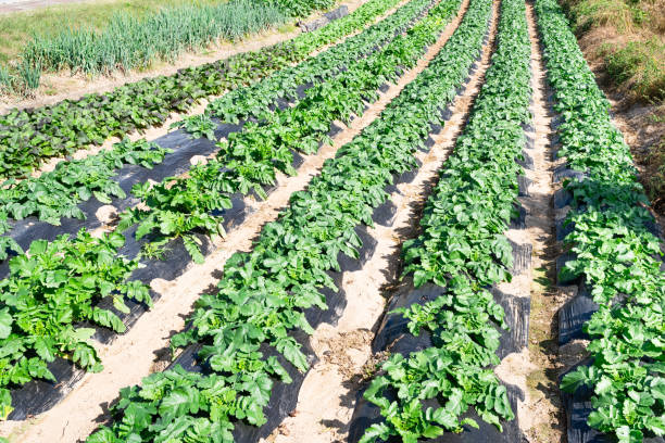 istock a radish garden cultivated systematically and neatly. 2185718412