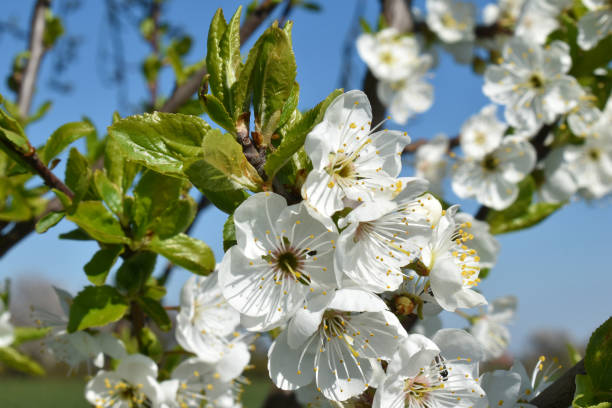istock Apple blossom with fresh green leaves in spring 2185718745