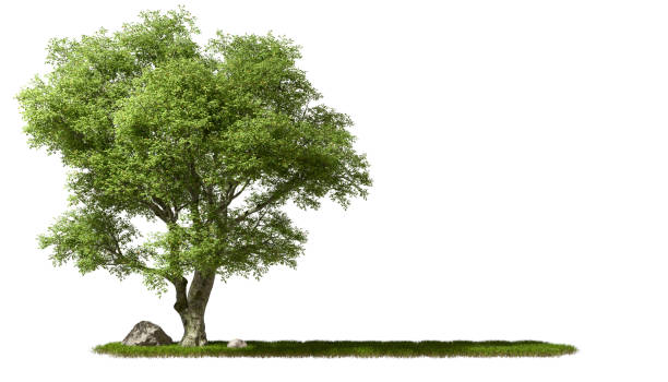 istock Copy-space cut out greenery big trees on grassy white backgrounds 3d rendering 2185720039