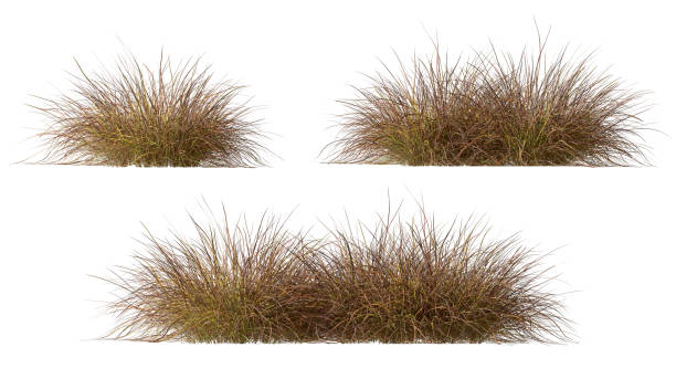 Cutout dried grass meadows savanna field set on white backgrounds 3d render