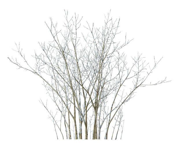 istock Dried tree branches cover with snowy cutout white backgrounds 3d rendering 2185720048