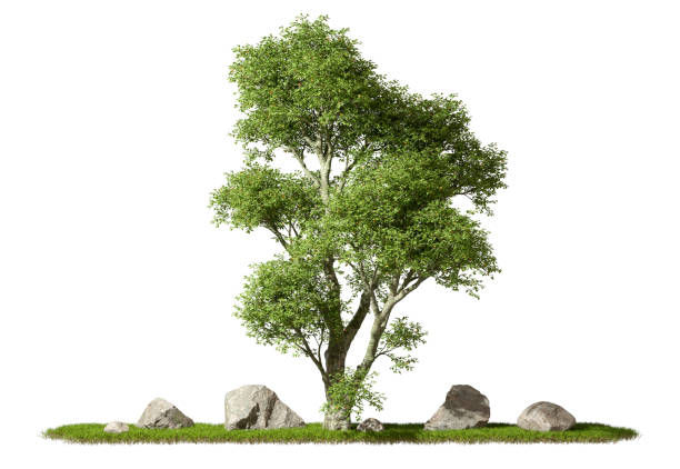 istock Cutout tropics greenery jungle tree and rock on grassy scene white backgrounds 3d rendering 2185720061