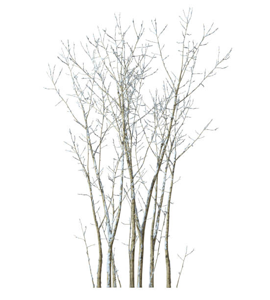 istock Isolated tree branches winter snow cover on white backgrounds 3d rendering 2185720065