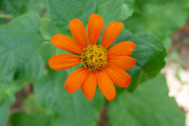 Vue de dessus d'une fleur de tournesol du Mexique.