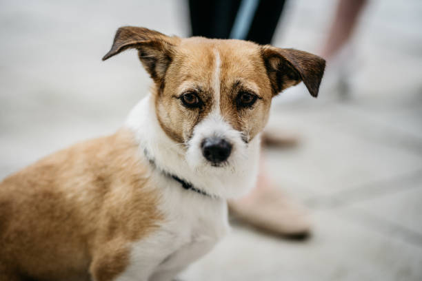 istock Jack Russell Terrier Dog Portrait Close Up 2185720288