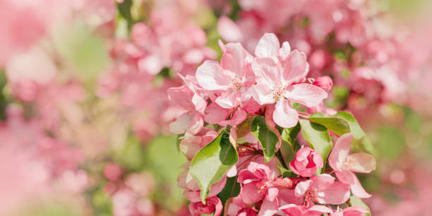 istock Pink Apple flowers, delicate textures of apple blossoms on bokeh background, empty space banner, pastel color. Minimal nature scenic, spring blooms at natural light, tender vivid natural tones 2185721376