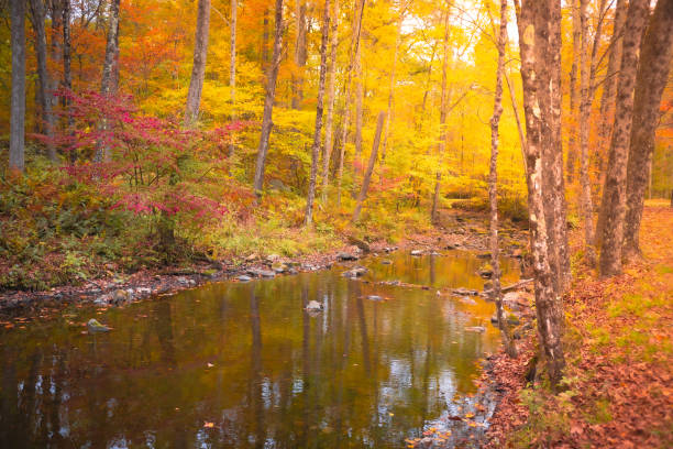 Scenic view of trees and autumn foliage