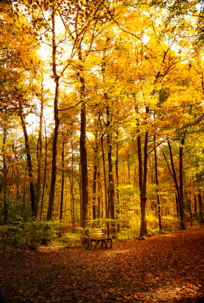 Scenic view of trees and autumn foliage