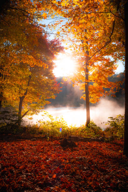 istock Autumn trees in the morning 2185722704