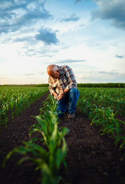 Senior farmer standing in corn field examining crop in his hands at sunset.