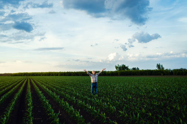 istock Senior farmer standing in corn field with his outstretched arms at sunset. 2185723230