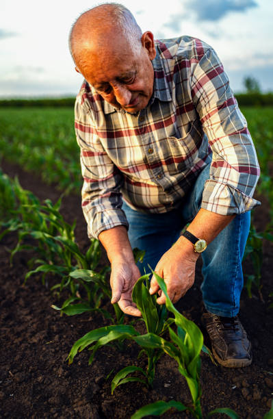 istock Senior farmer standing in corn field examining crop in his hands at sunset. 2185723231
