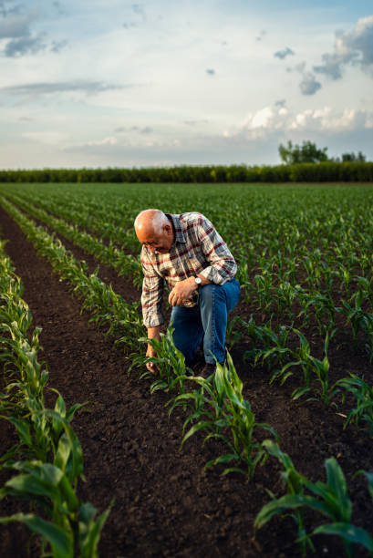 istock Senior farmer standing in corn field examining crop in his hands at sunset. 2185723238