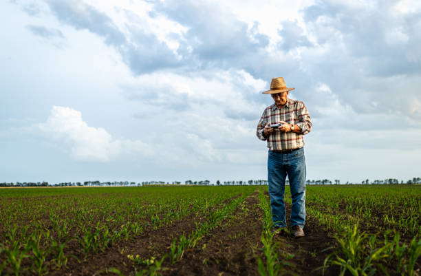 istock Senior farmer standing in corn field controlling drone for examining crop. 2185723243