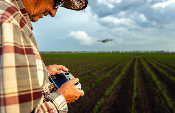 istock Senior farmer standing in corn field controlling drone for examining crop. 2185723250