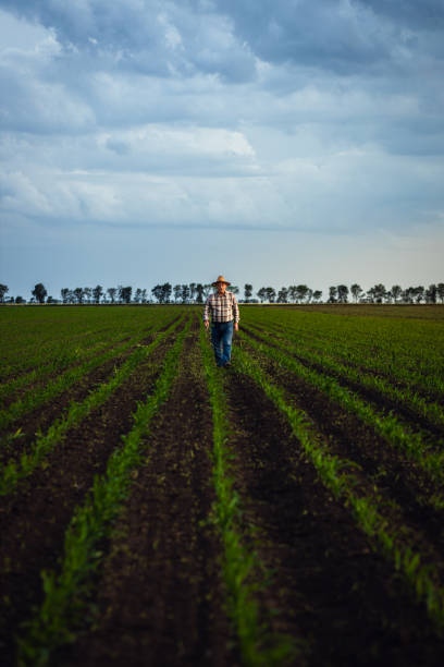 Senior farmer walking in corn field examining crop in his hands at sunset.