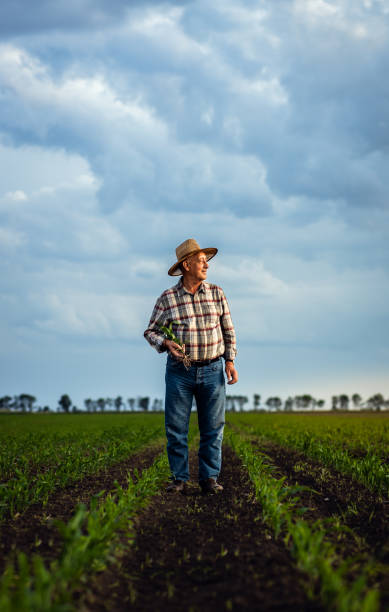 istock Senior farmer standing in corn field at sunset. 2185723261