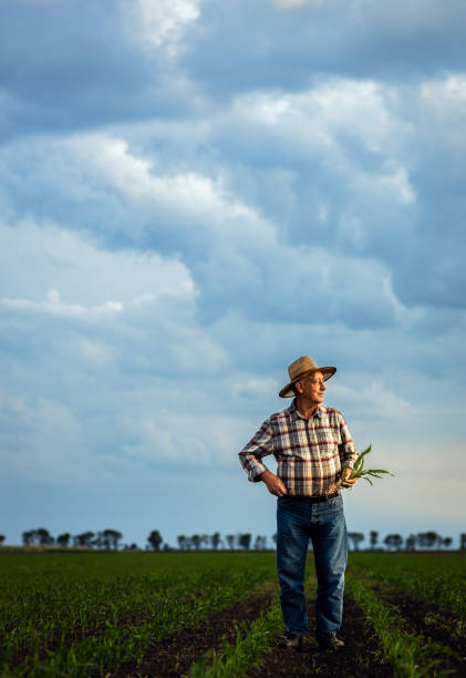 istock Senior farmer standing in corn field examining crop in his hands at sunset. 2185723263