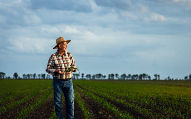 istock Senior farmer standing in corn field examining crop in his hands at sunset. 2185723264