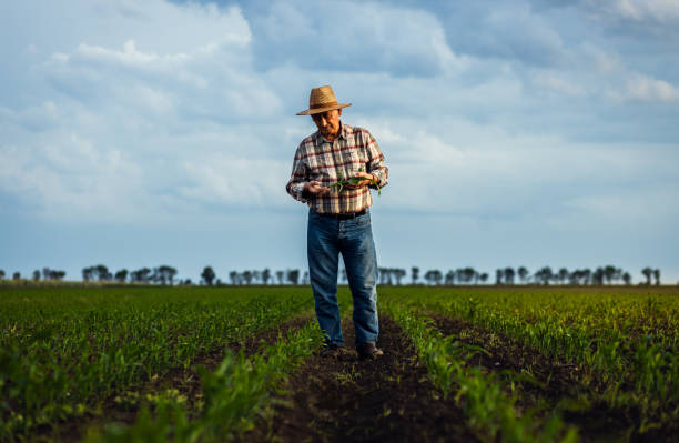 istock Senior farmer standing in corn field examining crop in his hands at sunset. 2185723265